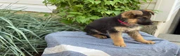 German Shepherd dogs for sale: Georgia - Ad 10