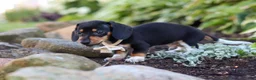 Miniature Dachshund dogs for sale: Duke - Ad 8