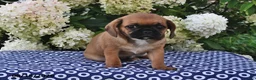 Mixed Breed dogs for sale: Chloe - Ad 1