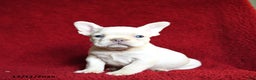 French Bulldog dogs for sale: Frost  - Ad 2