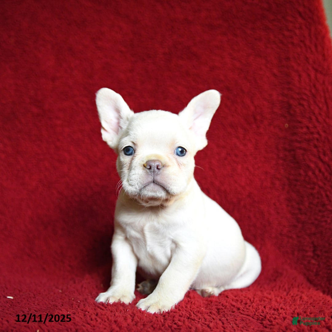 French Bulldog dogs for sale: Frost  - Ad 2