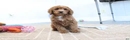Mini Goldendoodle dogs for sale: Carla - Ad 7