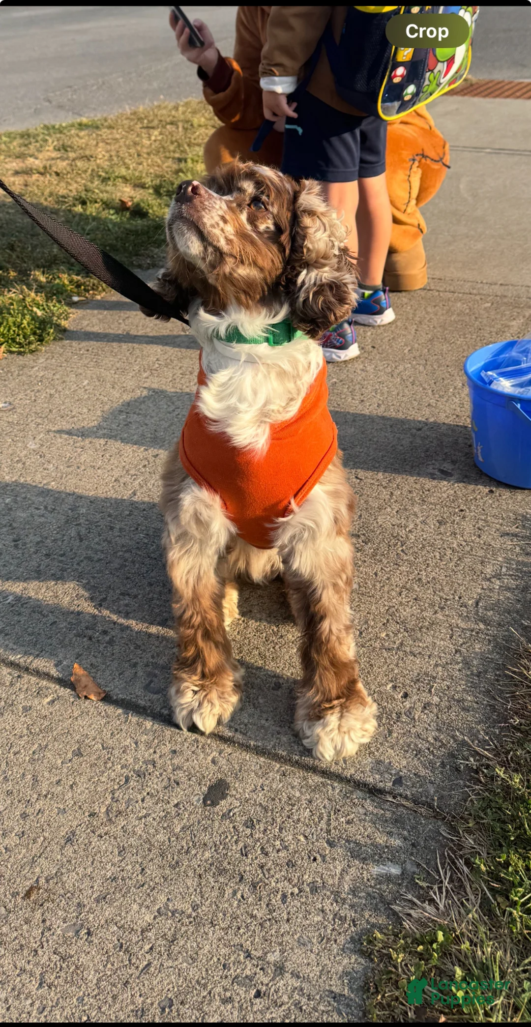 Cocker Spaniel dogs for stud: Looking for female to stud my boy with  - Ad 2