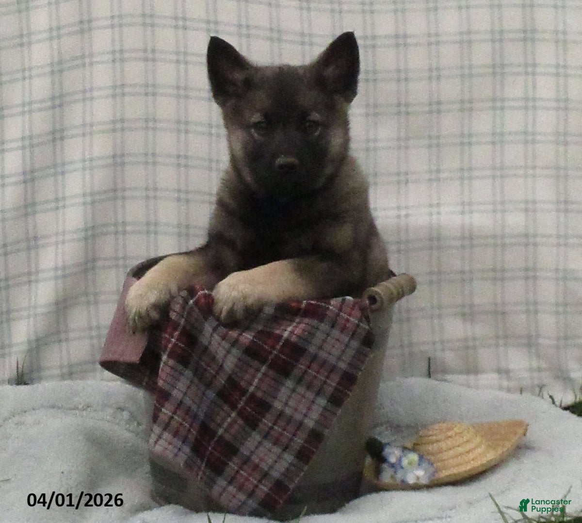 Norwegian Elkhound dogs Casper - Ad 2