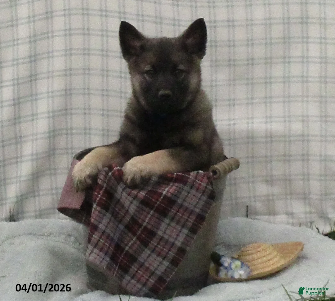 Norwegian Elkhound dogs for sale: Casper - Ad 2