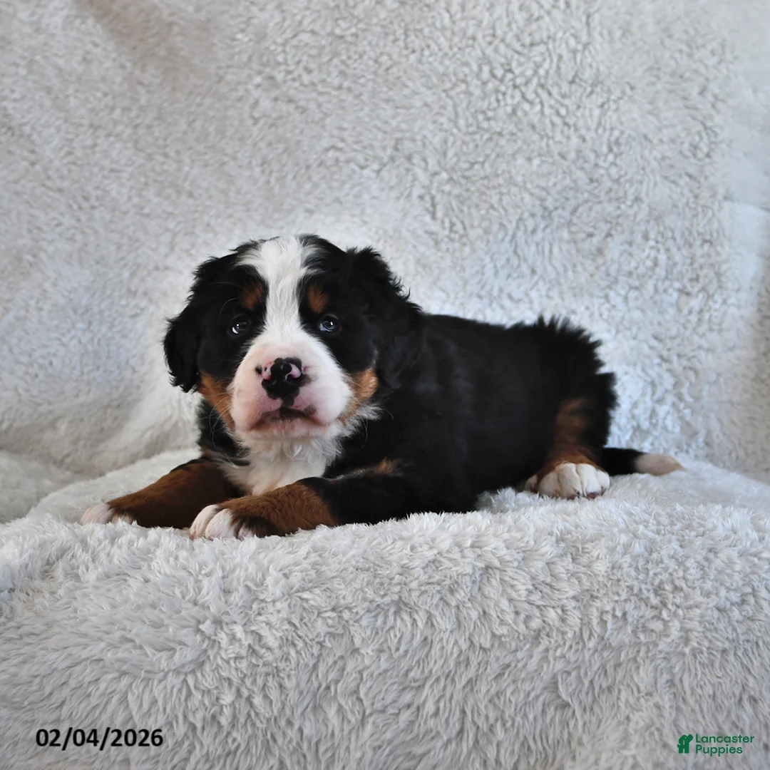 Bernese Mountain Dog dogs for sale: Jax - Ad 2