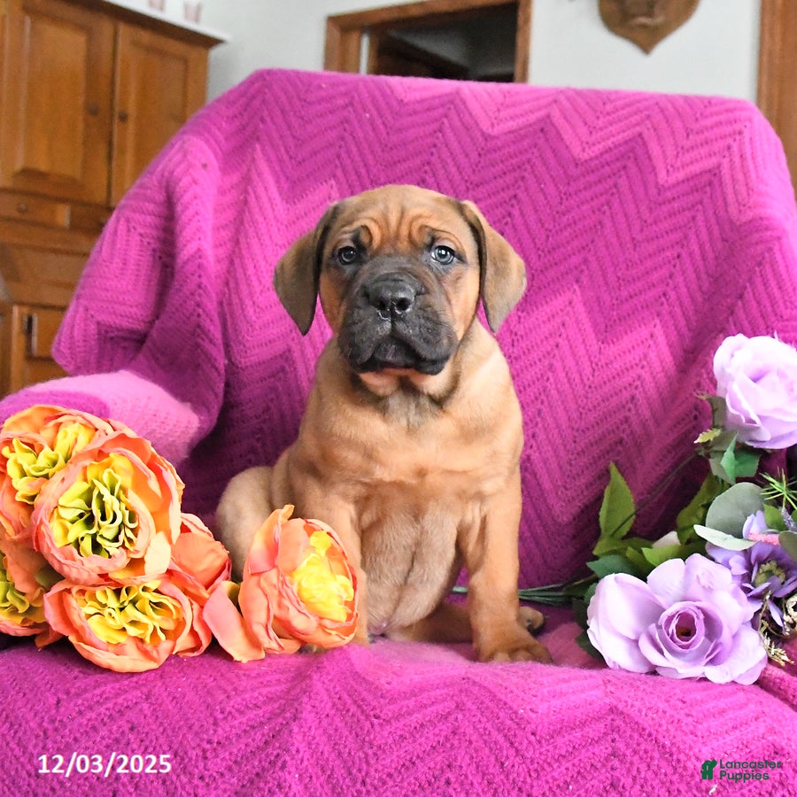 Cane Corso dogs Max - Ad 31