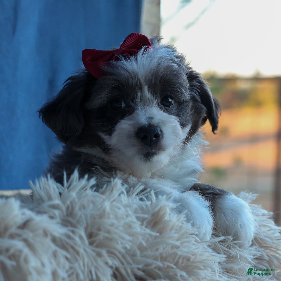 Mini Aussiedoodle dogs for sale: LEON - Ad 16