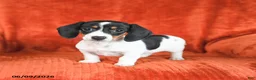 Miniature Dachshund dogs for sale: Ashley - Ad 3