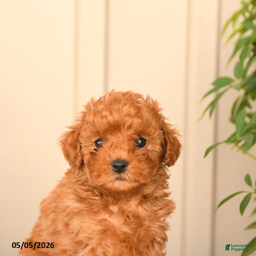 Toy Poodle dogs for sale: Twinkle - Ad 5