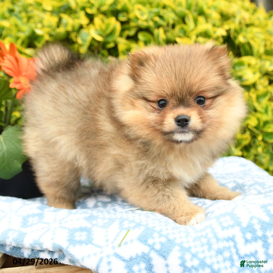 Pomeranian dogs for sale: Dixie - Ad 4