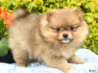 Pomeranian dogs for sale: Dixie - Ad 4