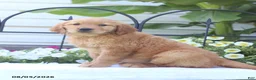 Golden Retriever dogs for sale: Cassie - Ad 4