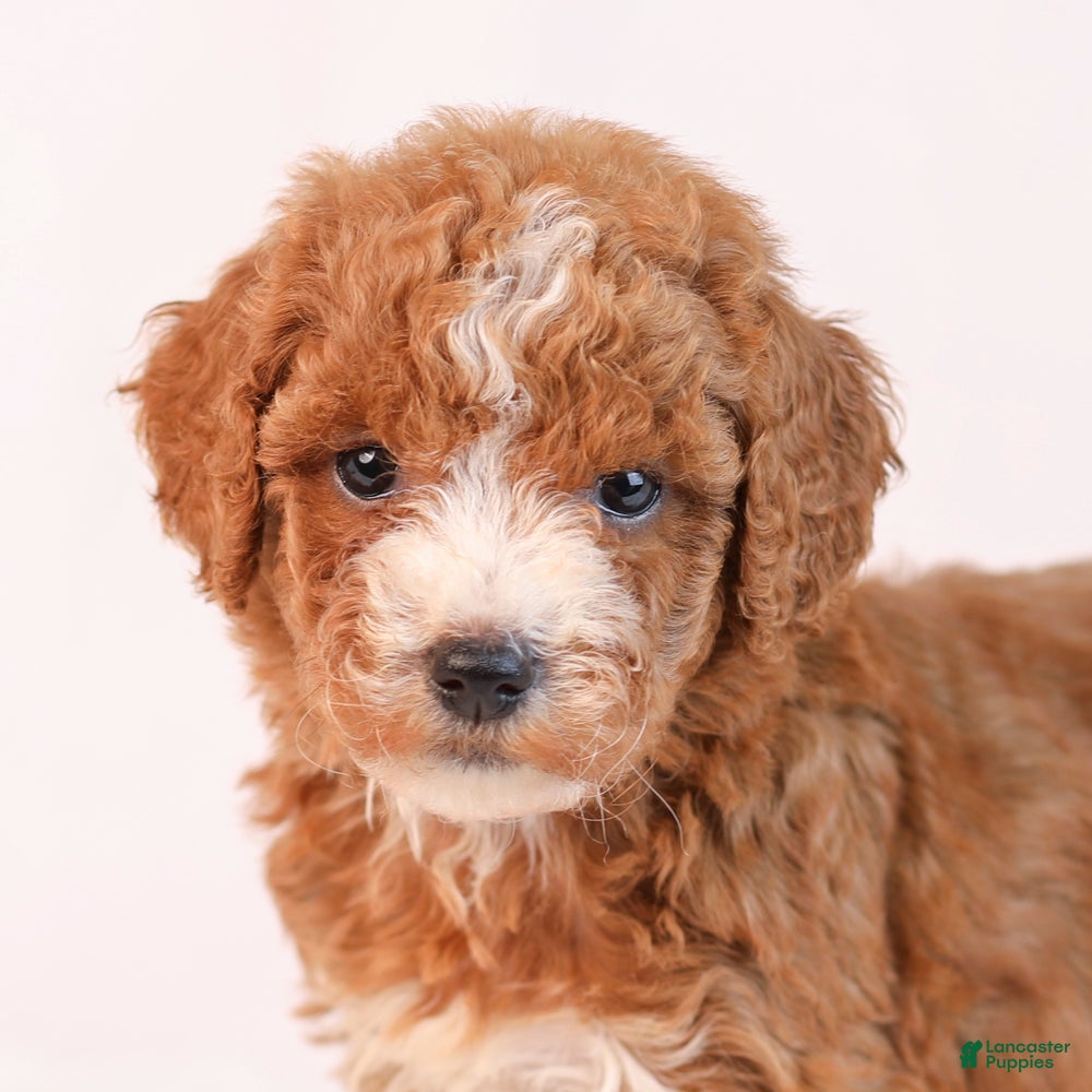 Mini Goldendoodle dogs Kaya - Ad 2