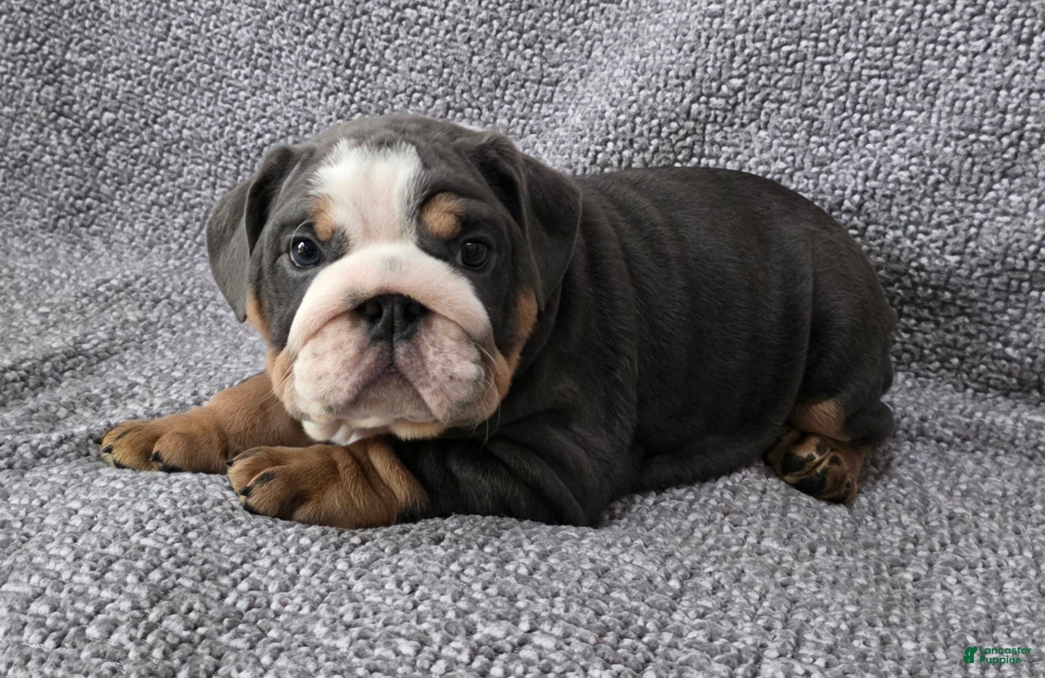 English Bulldog dogs Berry - Ad 40