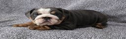 English Bulldog dogs for sale: Berry - Ad 1