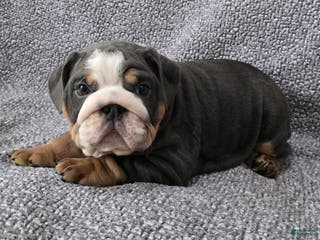 English Bulldog dogs Berry - Ad 41