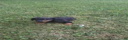 Miniature Dachshund dogs for sale: Thunder - Ad 12