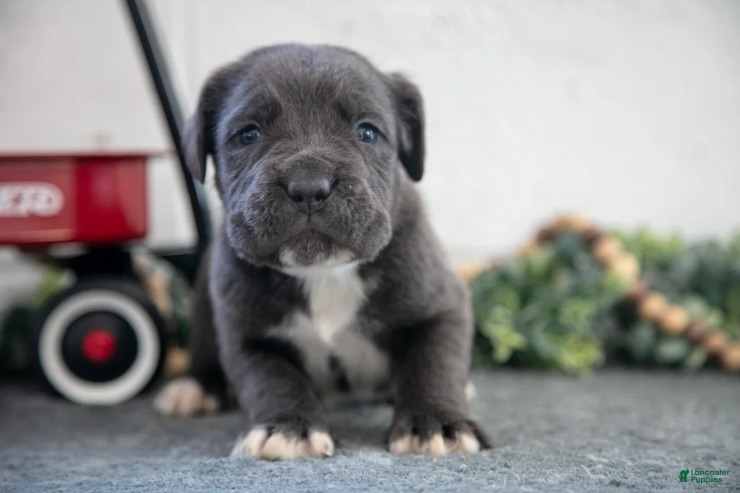 Cane Corso dogs for sale: Sap - Ad 3