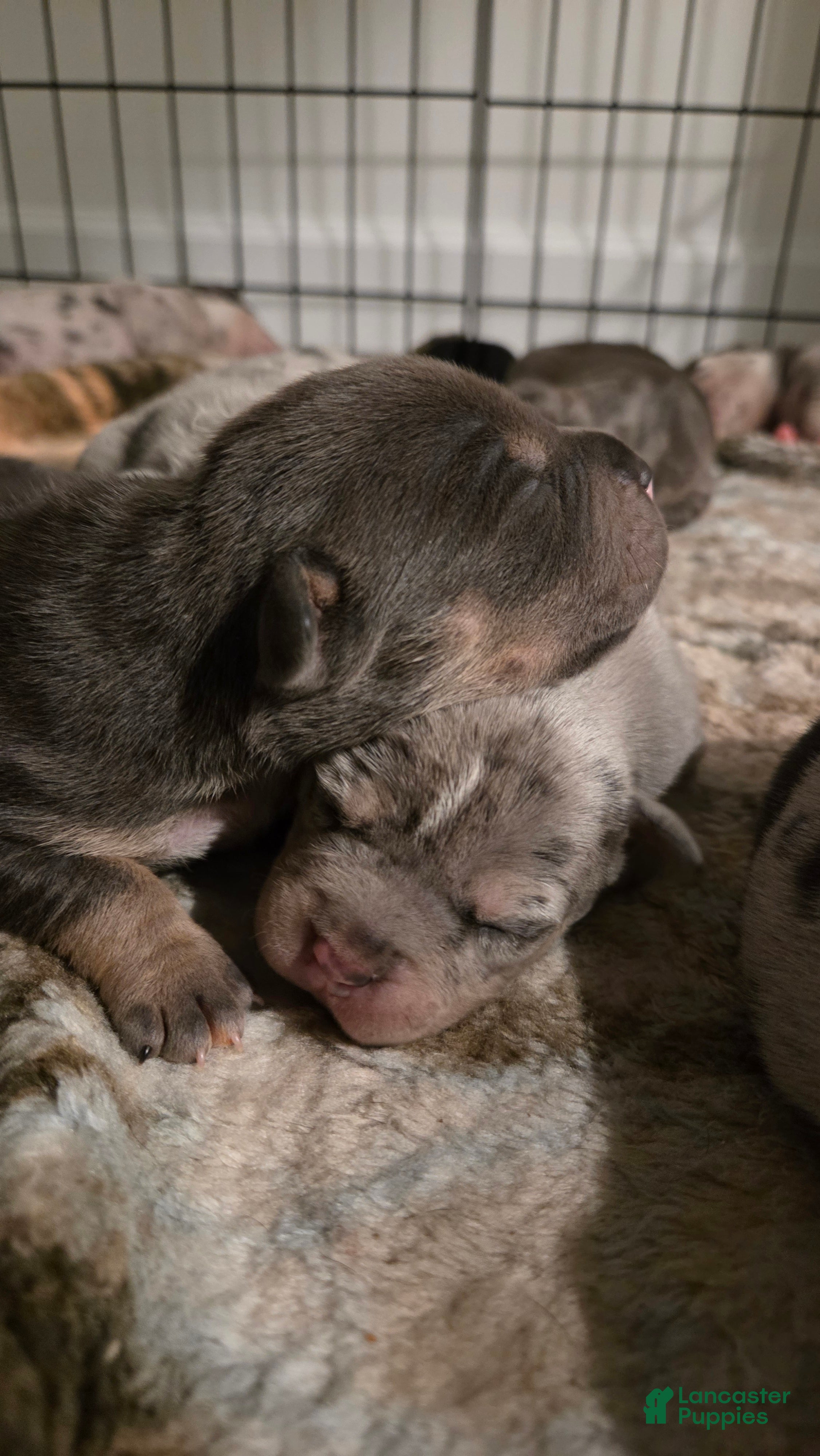 American Bulldog dogs Blue Tri Male (Green) - Ad 1