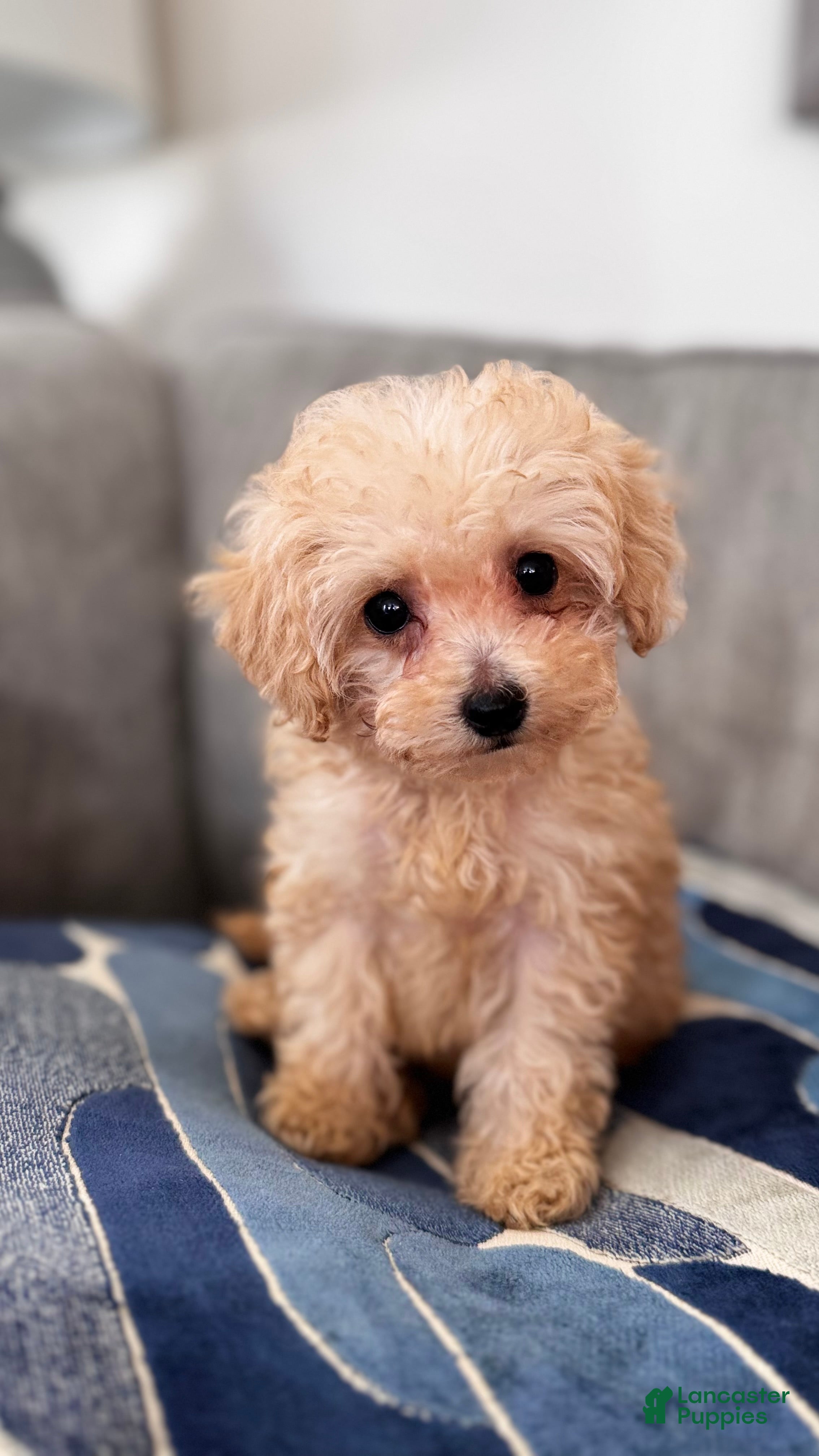 Toy Poodle dogs Toy Poodle Puppy 2 - Ad 10