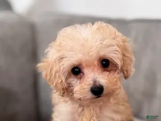 Toy Poodle dogs Toy Poodle Puppy 2 - Ad 10