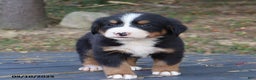 Bernese Mountain Dog dogs for sale: Jenny - Ad 14