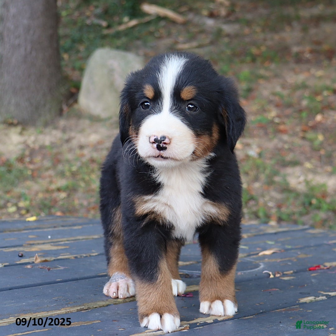Bernese Mountain Dog dogs for sale: Jenny - Ad 14