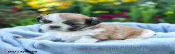Shih Tzu dogs for sale: Mikey - Ad 3