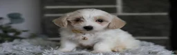 Maltipoo dogs for sale: Cosmo - Ad 11