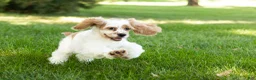 Cocker Spaniel dogs for sale: Freckles  - Ad 3