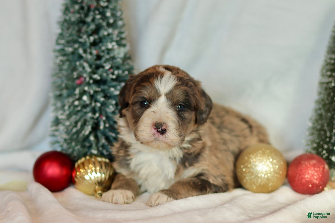 Bernedoodle dogs for sale: Dasher - Ad 2