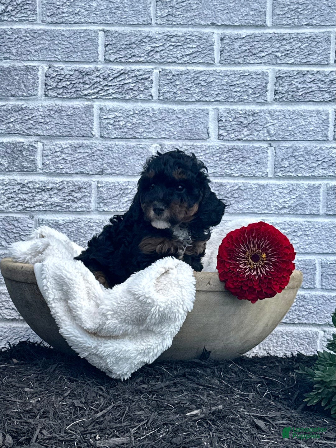 Cavapoo dogs for sale: Maverick - Ad 12