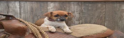 Jug dogs for sale: Fern - Ad 1