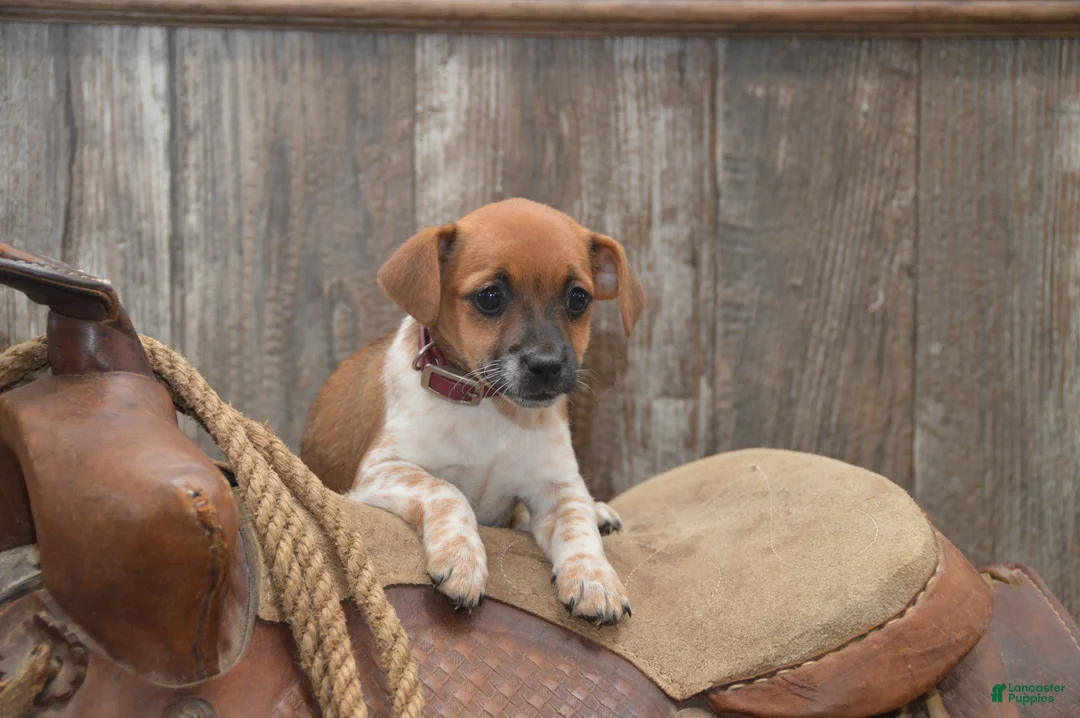 Jug dogs for sale: Fern - Ad 1