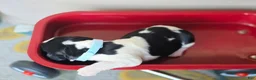 English Springer Spaniel dogs for sale: Marshal  - Ad 8