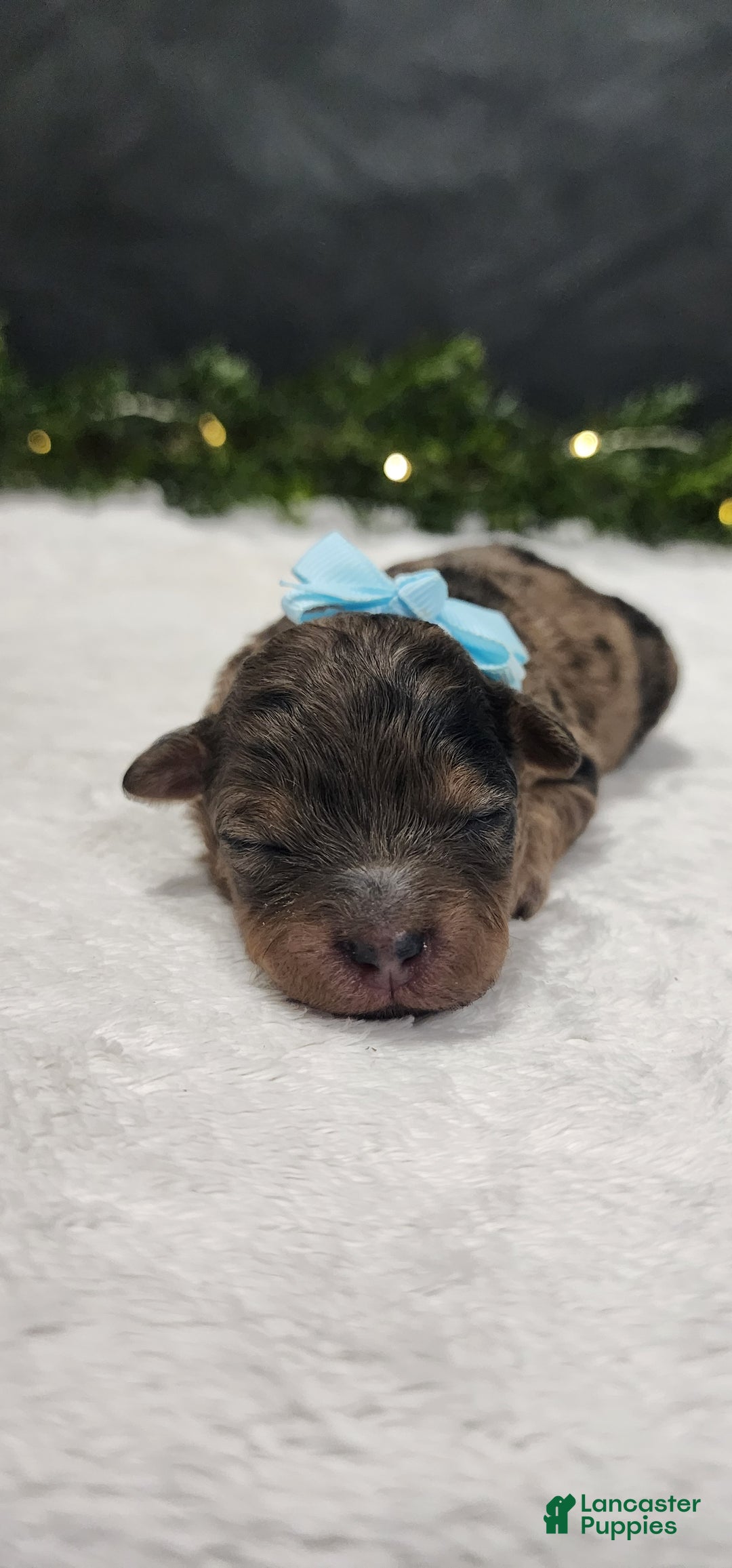 Miniature Poodle dogs for sale: Milo - Ad 2