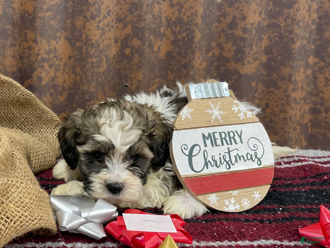 Shihpoo dogs for sale: Cortez - Ad 5