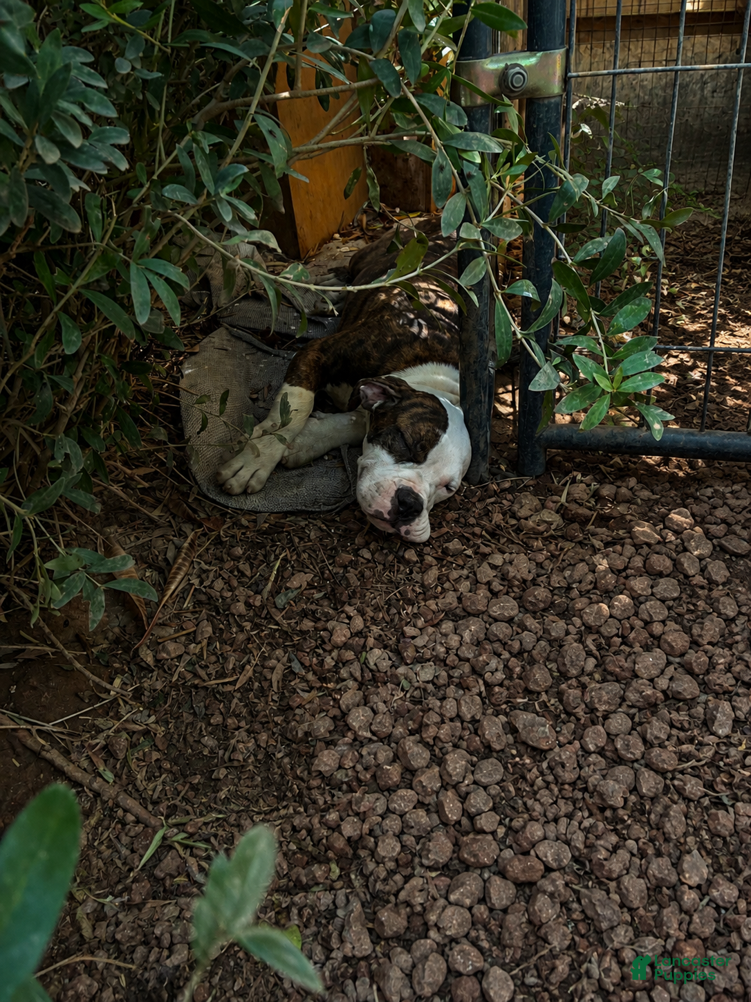 Olde English Bulldogge dogs ROSE - Ad 2