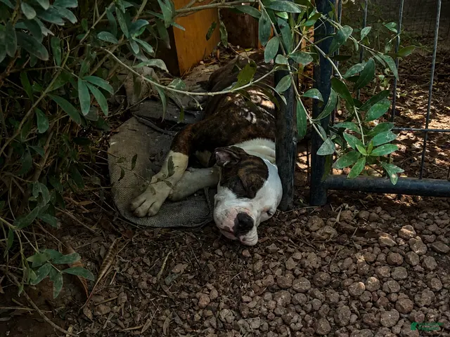 Olde English Bulldogge dogs for sale: ROSE - Ad 2