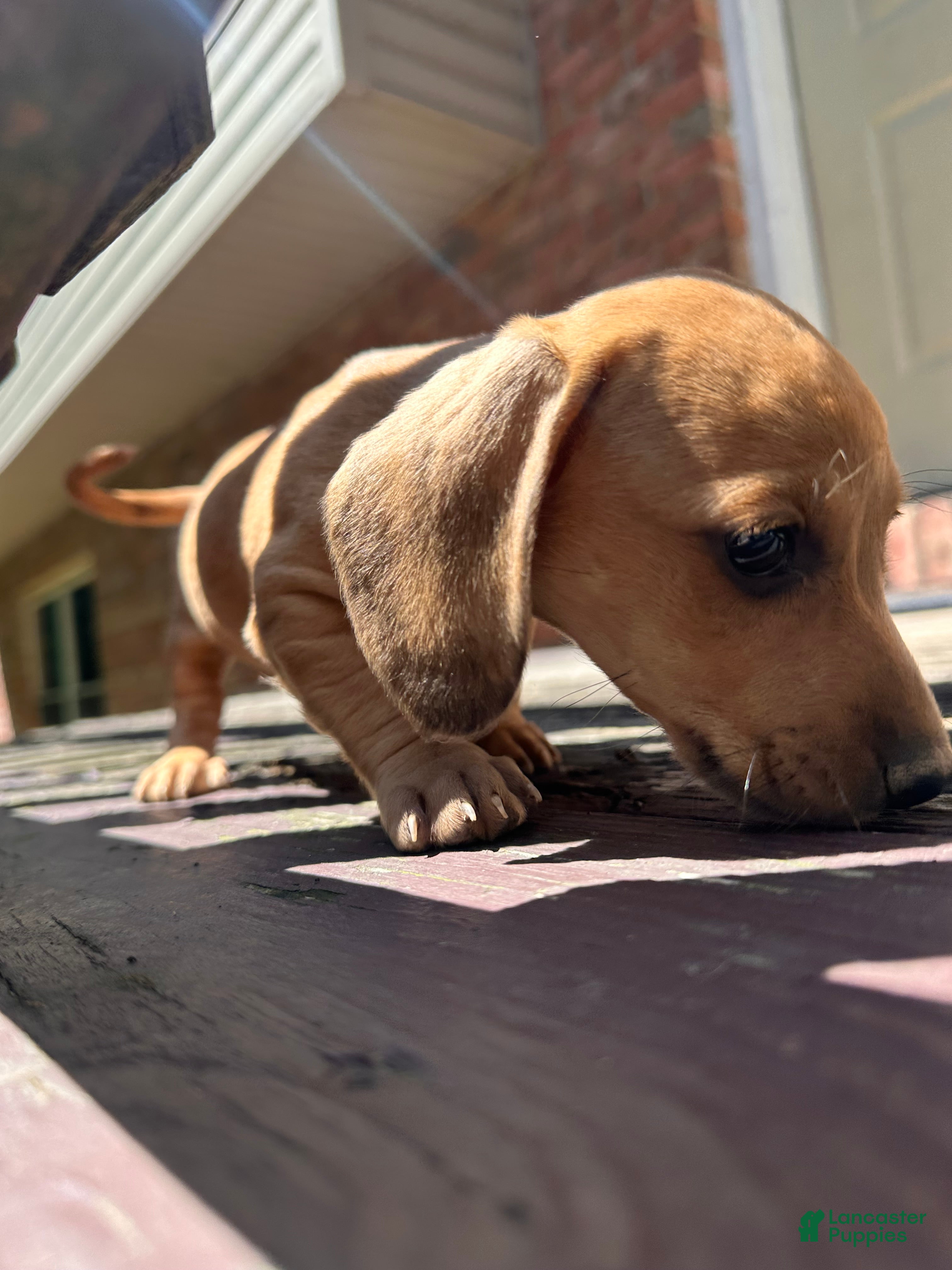 Dachshund dogs Male Two - Ad 1