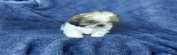 Shih Tzu dogs for sale: Willy - Ad 3