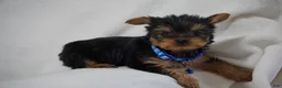 Yorkshire Terrier dogs for sale: Edge - Ad 3