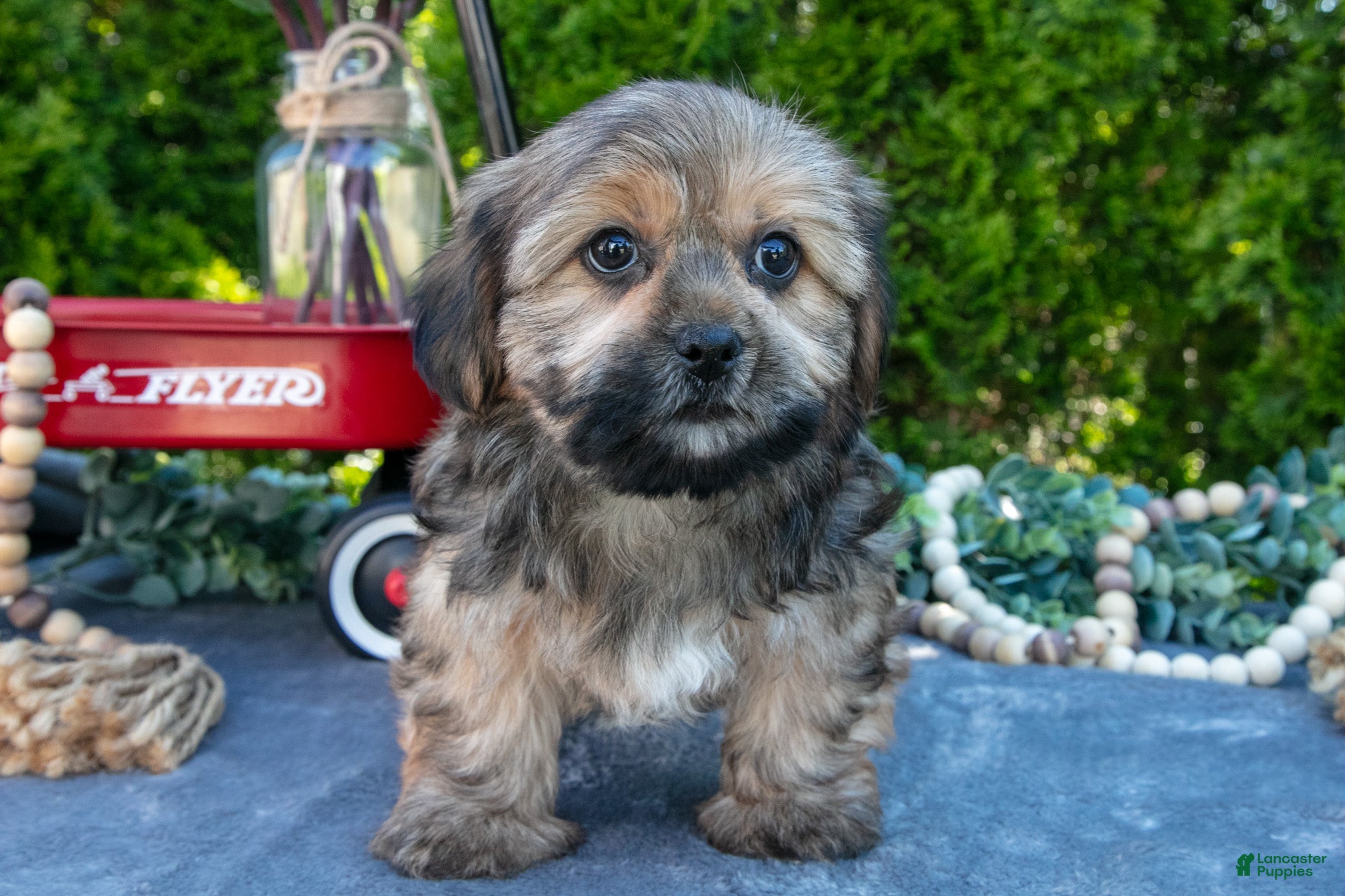 Shorkie dogs for sale: Bono - Ad 3