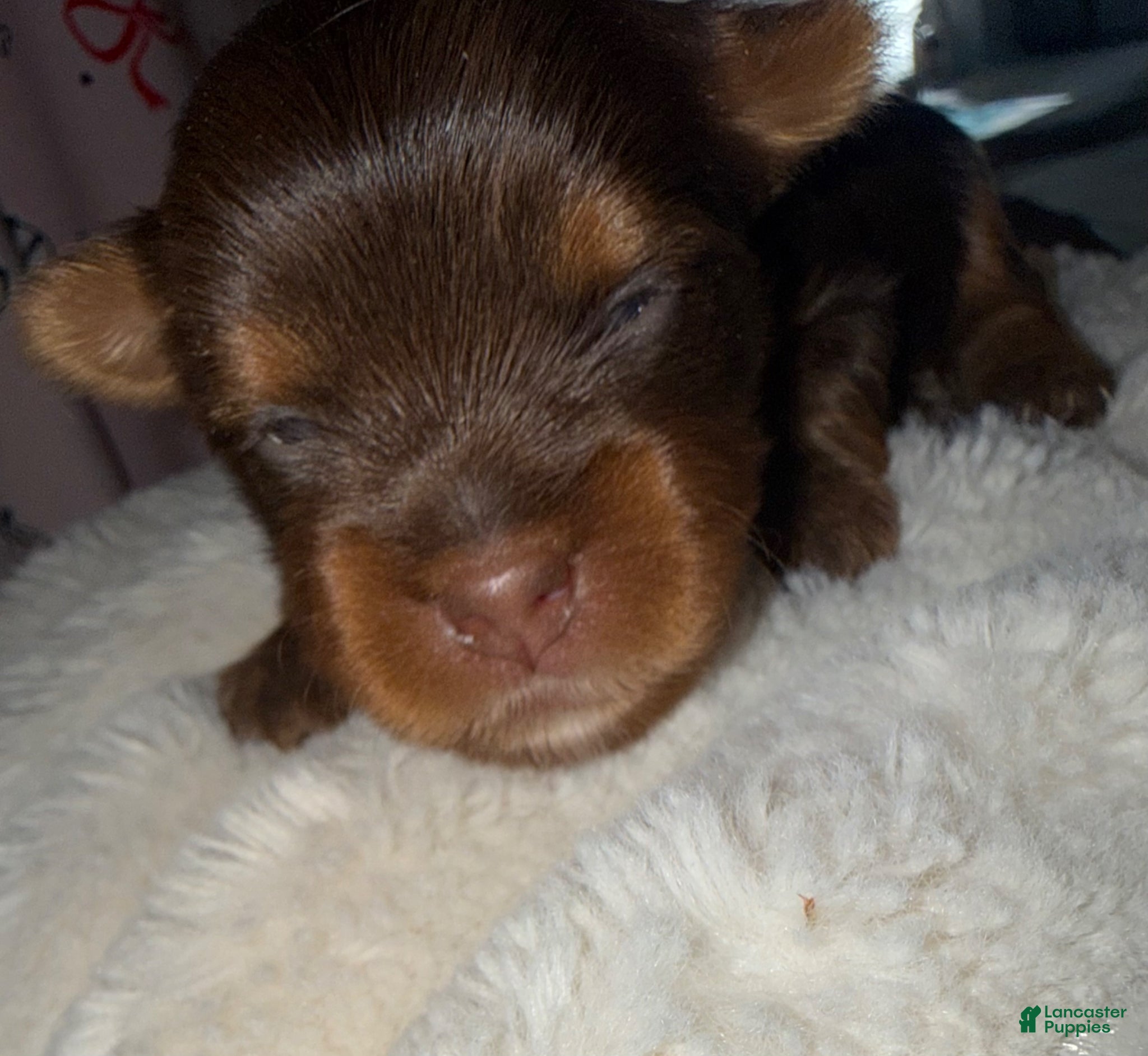Yorkshire Terrier dogs Truffle - Ad 2