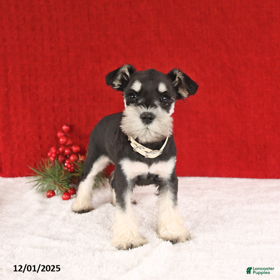 Miniature Schnauzer dogs for sale: Butterfly - Ad 1