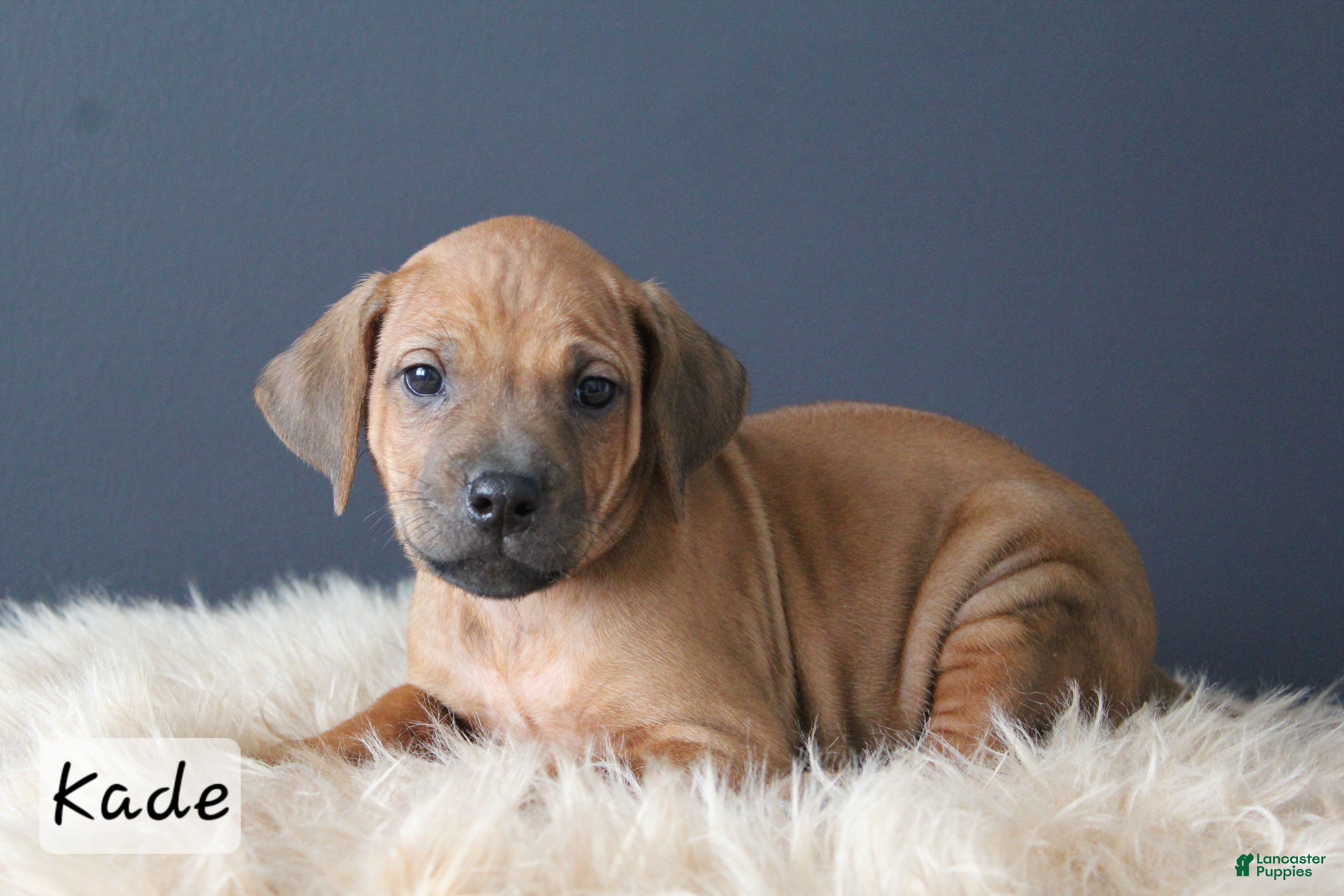 Rhodesian Ridgeback dogs Kade - Ad 1