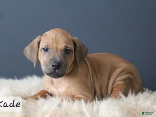 Rhodesian Ridgeback dogs for sale: Kade - Ad 3