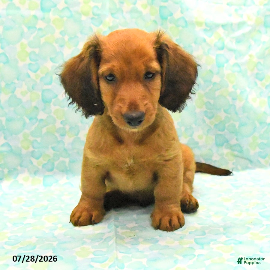 Dachshund dogs Carmel - Ad 1