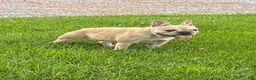 French Bulldog dogs for sale: Mila - Ad 5